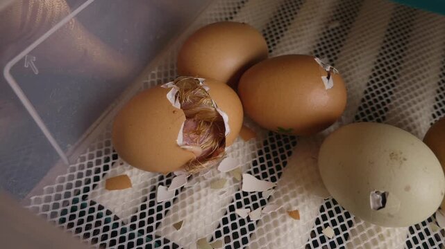 Newborn wet chick breaking the eggshell to be born in a home incubator, representing the miracle of life, new beginnings, and the fragility of new life in an agricultural setting