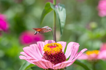 Macro photo of hummingbird hawk moth drinking nectar from pink zinnia flower in mid flight. © TAMER YILMAZ
