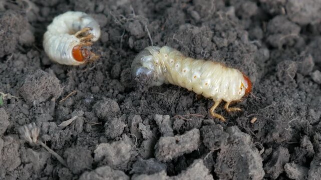 Macro Close-Up of Cockchafer Beetle Larva Melolontha Crawling and Burrowing into Dark Agricultural Soil.