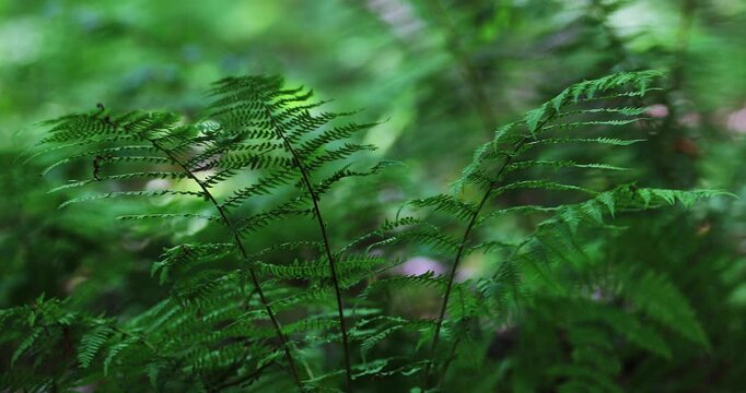 A close-up shot of bracken fern in a beautiful green summer forest with a gentle breeze.