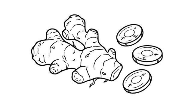 Ginger Root and Slices Outline Icon Fresh Spice Food Vector Illustration