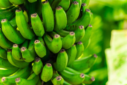 View of a bunch of fresh, unripe green bananas hanging together with vibrant textures in Barcelona, Catalonia, Spain.