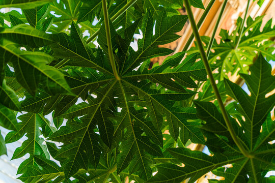 View of lush green papaya leaves with intricate vein patterns backlit by sunlight in a garden setting in Barcelona, Catalonia, Spain.