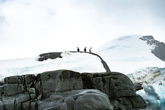 View of three birds perched on a snow-covered rocky outcrop surrounded by icy landscape in Antarctica.