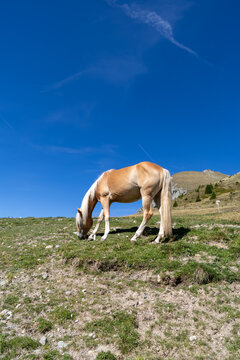 S&uuml;dtirol 2026