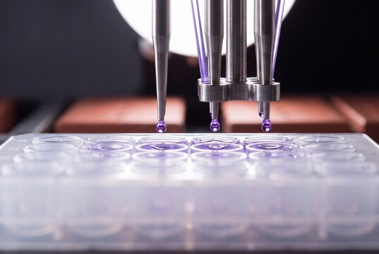 Automated robotic multichannel pipette dispensing purple liquid droplets into microplate wells in a laboratory