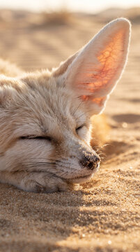 Fennec fox sleeping in desert sand