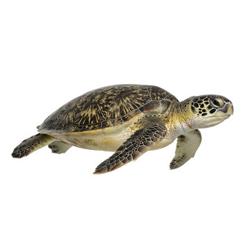 Green Sea Turtle Isolated on White Background - Marine Wildlife
