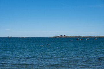 A flock of geese is flying over the sea, off the coast of Sweden. © Claudia Evans 
