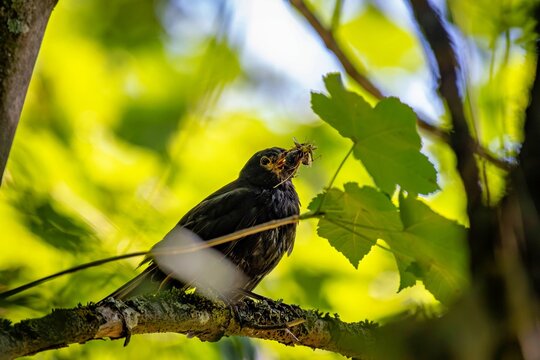 Blackbird is collecting food for its chicks