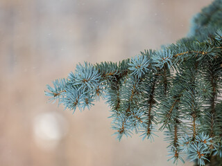 Background of green spruce branches in sunset light © Dmitrii Potashkin