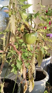 Sick tomato plant on balcony windowsill close up video. Yellow dry leaves drooping. Home gardening vegetable problem. Overwatering nutrient deficiency disease. Pot agriculture zoom in footage raw.