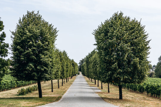 Saint Emilion, France - July 11, 2026: Tree-lined avenue leading to Chateau Soutard wine estate near Saint Emilion in Gironde, France