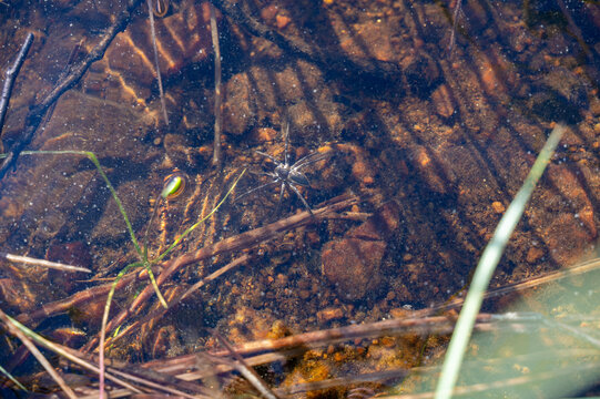 A spider underwater in a lake