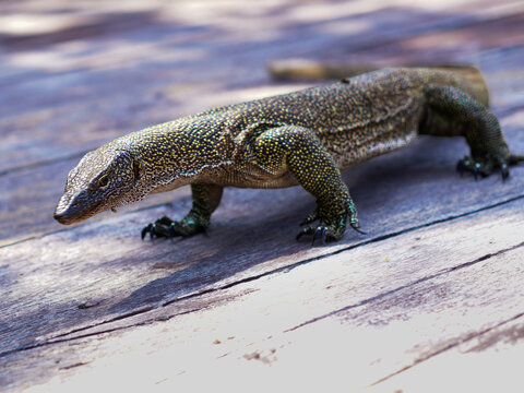 View of a monitor lizard with textured, spotted skin walking across a weathered wooden deck in Raja Ampat, Southwest Papua, Indonesia.