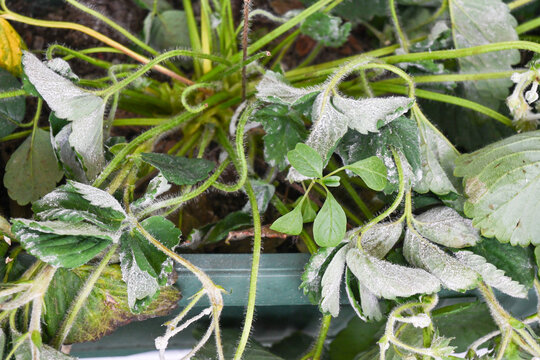 strawberry plant suffering from powdery mildew disease with white fuzzy fungal growth on leaves in garden