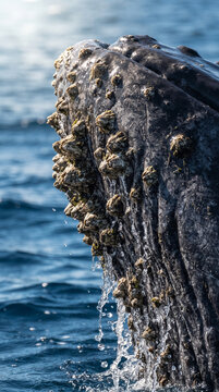 Whale head with barnacles breaching ocean water