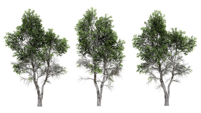 High-resolution 3d rendered broadleaf trees featuring detailed textured trunks and rich green canopies isolated as PNG cutouts