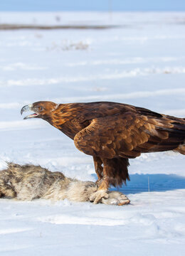 A bird of prey hunts its prey. A large eagle caught a fox against a backdrop of snow. Falconry. Berkutchi. A national tradition of Asia. A golden eagle sits in the snow, clinging to its prey.