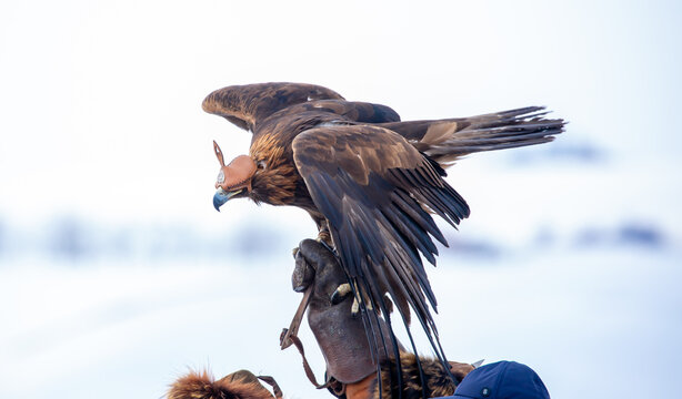 Golden eagle wearing a traditional Kazakh hunting hood during falconry in a snowy landscape, highlighting the ancient nomadic tradition of eagle hunting and cultural heritage.