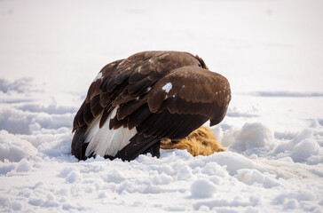 Fototapeta premium A bird of prey hunts its prey. A large eagle caught a fox against a backdrop of snow. Falconry. Berkutchi. A national tradition of Asia. A golden eagle sits in the snow, clinging to its prey.