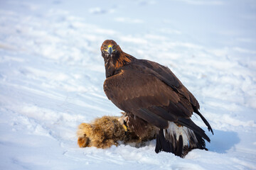 Fototapeta premium Golden eagle in snow during falconry training, perched on a traditional fur lure in a winter landscape, showcasing the power and beauty of a trained bird of prey.