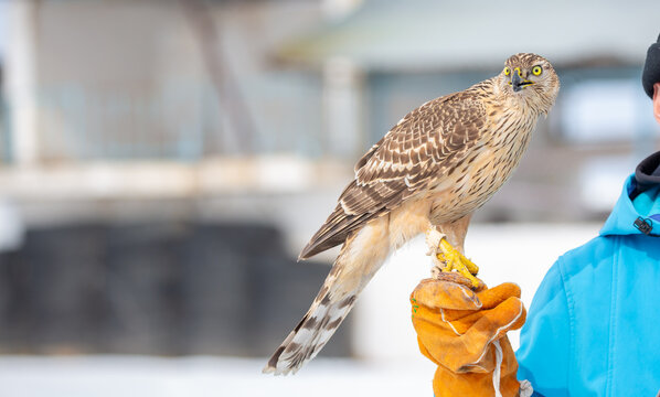 Saker falcon perched on a leather falconry glove during a traditional Kazakh eagle hunting event. A hooded bird stands in the background, highlighting Central Asian falconry culture.