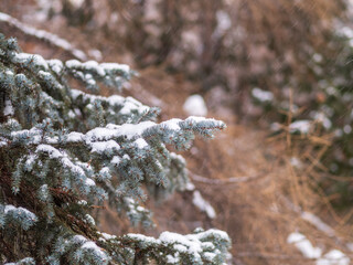 Green fir branches in winter covered with snow © Dmitrii Potashkin