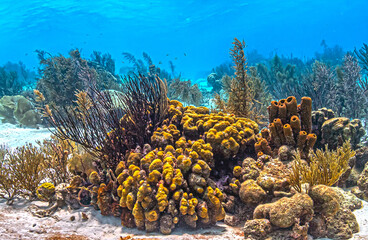 Caribbean coral garden, underwater Bonaire © John Anderson