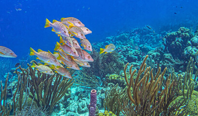 Caribbean coral garden, underwater Bonaire © John Anderson