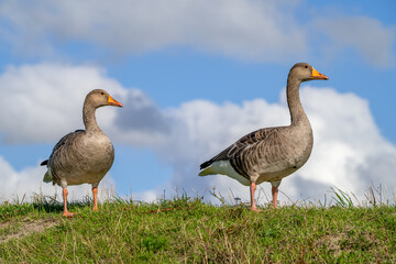 Two migrating greylag geese / graylag goose (Anser anser) pair foraging in grassland / meadow in autumn / fall © Philippe