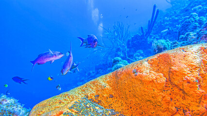 Caribbean coral garden, underwater Bonaire © John Anderson
