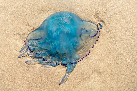 Barrel jellyfish / dustbin-lid jellyfish / frilly-mouthed jellyfish (Rhizostoma pulmo) washed ashore on the beach along the North Sea coast in summer