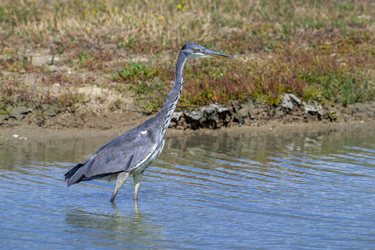 Grey heron (Ardea cinerea) immature / young foraging in shallow water of pond in late summer