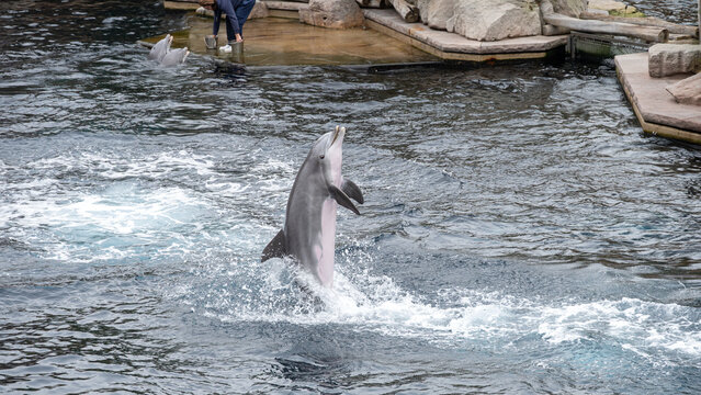 Bottlenose Dolphin Rising Upright at Nuremberg Zoo