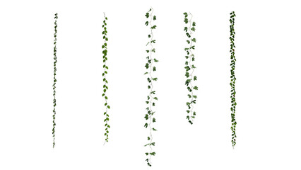 Collection of five 3d rendered cascading creeper plants with delicate green leaves for architectural visualization isolated on transparent background © Uvindu