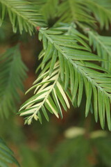 Chimera Redwood 1 © Lauren