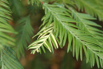 Chimera Redwood 2 © Lauren