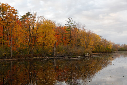 Forest shoreline reflected in calm wetland water in autumn. Fall foliage along Mud Lake in Ottawa, Canada