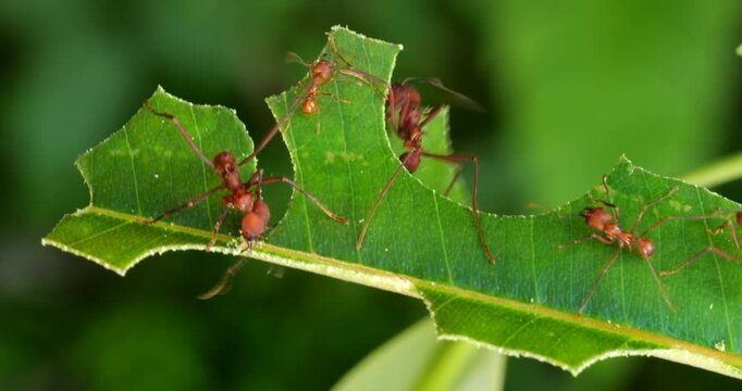 Leaf cutter ants (Atta sp.) cutting leaves. In the rainforest understory, Napo province, Ecuador. The leaf sections are carried back to the nest and used to grow a fungus upon which the ants feed.