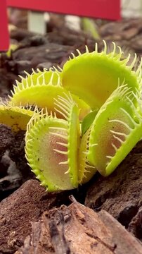 Detailed close-up video of vibrant green Venus flytrap, Dionaea muscipula open traps. Perfect for nature documentaries, educational videos, botanical presentations, and commercial visual projects