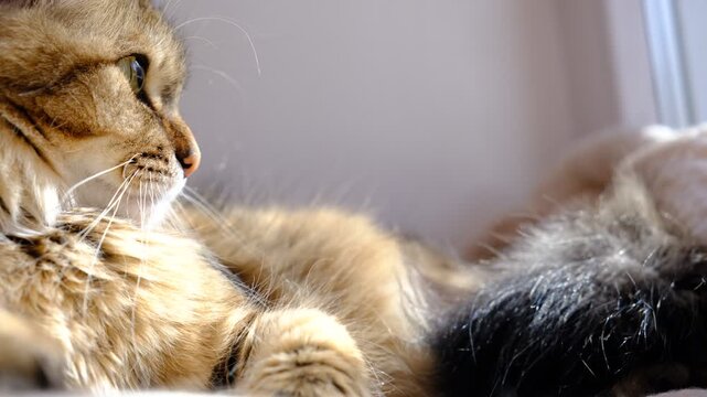 Portrait of well-fed tabby kitten, lounging. Soft morning light, enjoying sun beam. Cashmere Bengal cat lounging comfortably at the window on a sunny day. Semi-long-haired cat. Resting