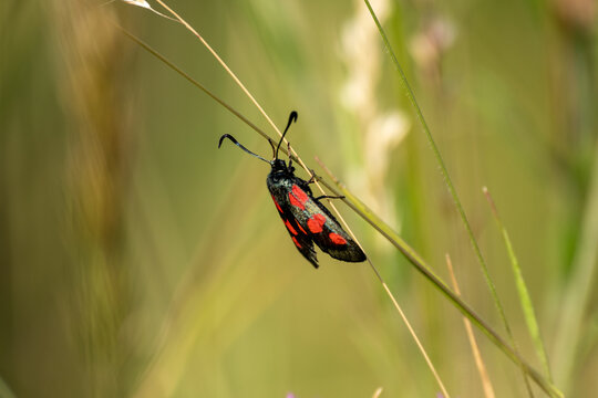 Six-spot Burnet Moth Resting on Grass Stem in Meadow, Macro Nature Photography