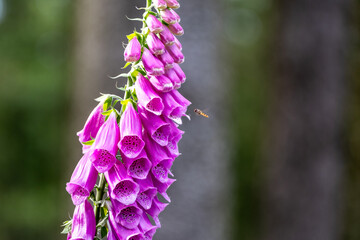Vibrant Purple Foxglove Flower Spike with Hovering Hoverfly in Summer Garden © Thorsten