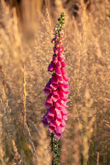 Pink Foxglove Flower Spike in Golden Meadow Grass at Sunset © Thorsten