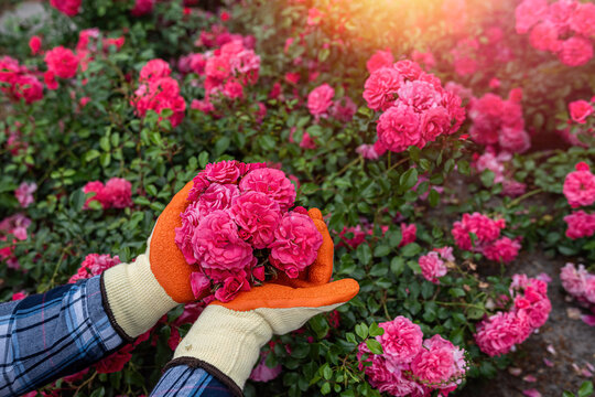 Close up of gardener hands with bright red and pink roses, floral gardening care and summer bloom