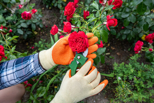 Close up shot of pruner and gloved hands amongst vibrant rose clusters for necessary flower shaping