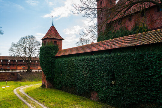 Malbork, Poland - 23 March 2026: View of Malbork Castle featuring red brick walls covered in ivy, a tall watchtower, and a grassy path under a bright blue sky.