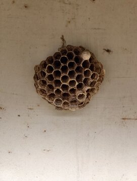 Abandoned paper wasp nest attached to weathered wall with empty hexagonal cells