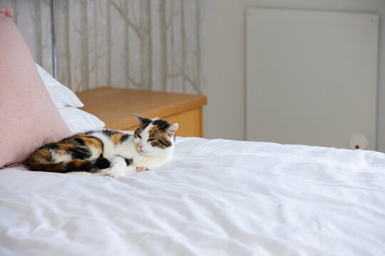 Calico cat is resting on white duvet near pale pink pillow by light wood bedside table